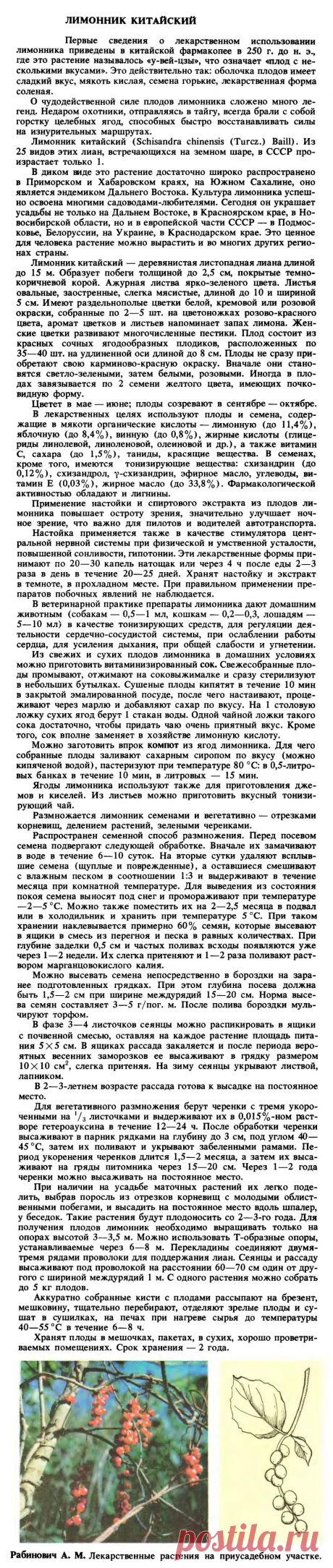 Лимонник китайский