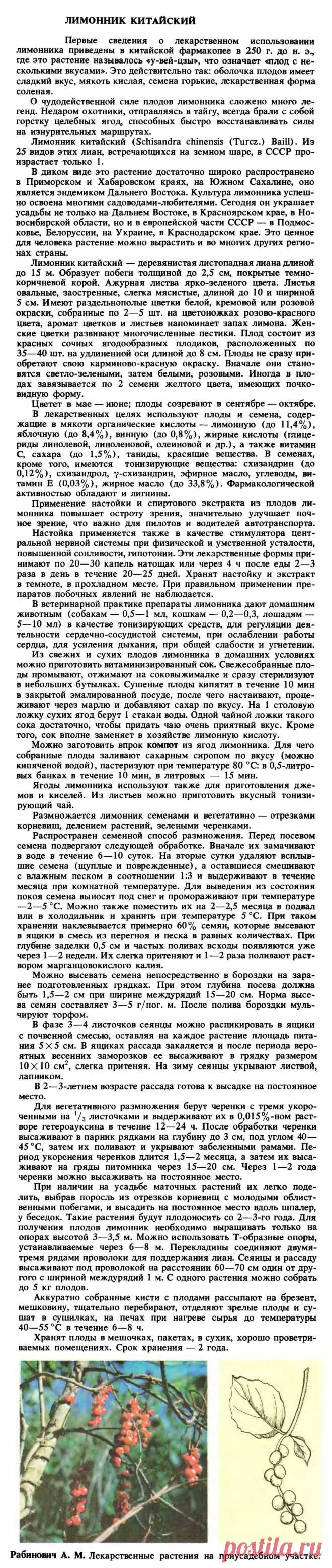 Лимонник китайский