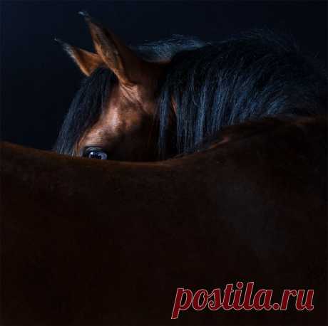 Чистосердечные портреты животных. Фотограф Роберт Бахоу