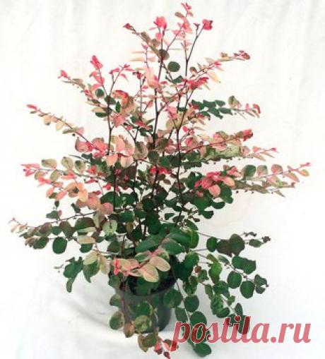 Брейния снежная.

Такое растение, как брейния снежная (Breynia nivosa) имеет прямое отношение к роду брейния (Breynia), который входит в состав многочисленного семейства молочайные (Euphorbiaceae). Но по сведениям из некоторых источников этот цветок имеет отношение к семейству филлантовые (Phyllantaceae).Такое растение еще именуют Breynia disticha (J.R.Forst.
Показать полностью…