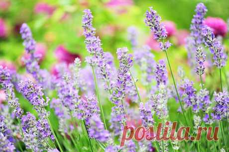 Лаванда (52 фото): посадка и уход за своенравным и красивым растением - HappyModern ♥♥♥ Садоводам давно полюбилась лаванда, посадка и уход за которой уже не представляют особой тайны. Ее наиболее популярное в народе название, распространившееся благодаря известной песне, – горная лаванда, а появилось оно благодаря тому, что это интересное растение прекрасно существует на склонах гор, крепко держась за землю корнями 3-4-метровой длины.