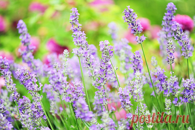 Лаванда (52 фото): посадка и уход за своенравным и красивым растением - HappyModern ♥♥♥ Садоводам давно полюбилась лаванда, посадка и уход за которой уже не представляют особой тайны. Ее наиболее популярное в народе название, распространившееся благодаря известной песне, – горная лаванда, а появилось оно благодаря тому, что это интересное растение прекрасно существует на склонах гор, крепко держась за землю корнями 3-4-метровой длины.