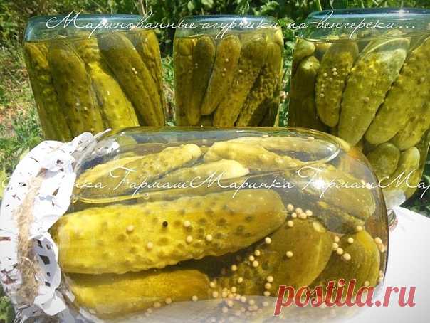 Маринованные огурчики по-венгерски
автор Марина Гармаш

Такие огурчики маринует моя подружка Юлечка Кондакова,по вкусу они похожи на знаменитые огурчики