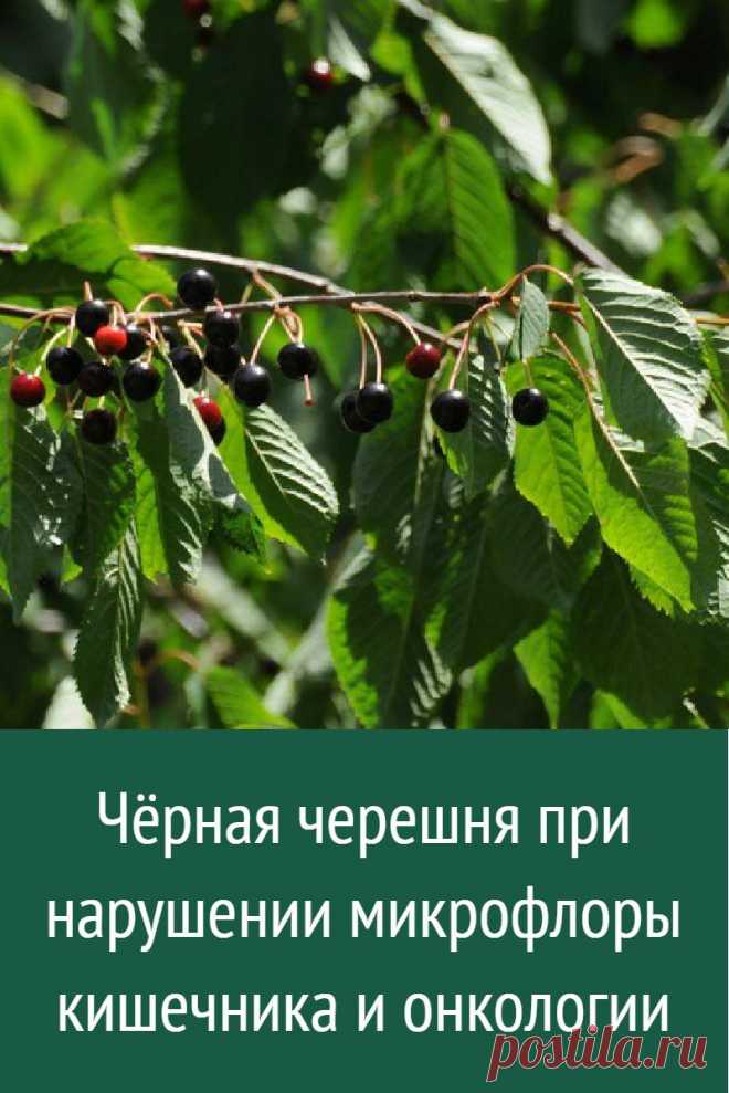 Чёрная черешня при нарушении микрофлоры кишечника и онкологии