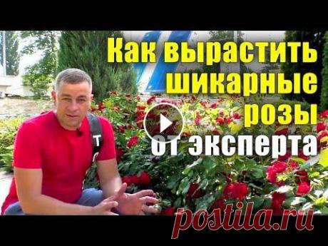 Как вырастить шикарные розы? Все секреты от посадки до цветения. Не растут розы, что делать? 03:08 Сорт роза флорибунда &quot;Leonardo da Vinci&quot; 03:19 Плетистая роза сорт &quot;Rosarium Uetersen&quot;,1977 07:25 Плетистая роза сорт &quot;...