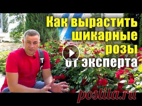 Как вырастить шикарные розы? Все секреты от посадки до цветения. Не растут розы, что делать? 03:08 Сорт роза флорибунда "Leonardo da Vinci" 03:19 Плетистая роза сорт "Rosarium Uetersen",1977 07:25 Плетистая роза сорт "...