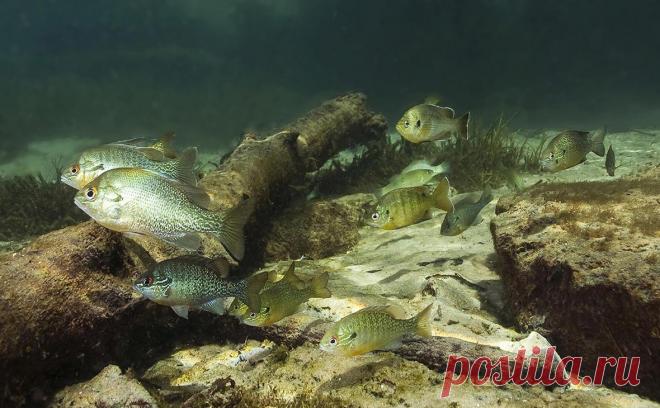 У берегов Финляндии обнаружили способного кусать людей морского окуня. У берегов Финляндии в районе Турку обнаружили солнечного окуня, который, защищая нерестовые норы, способен укусить человека, заявил представитель Финской ассоциации рыбаков-любителей (SVK) Юха Ояхарью в интервью YLE.