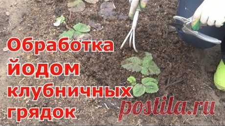 (11) Одноклассники