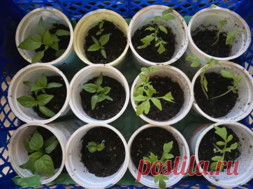 Зачем поливать рассаду дрожжевой водой: эффект, который виден уже через 3 дня. Огородники часто ищут чудо-средство, которое заставит рассаду расти быстрее и выглядеть крепче.