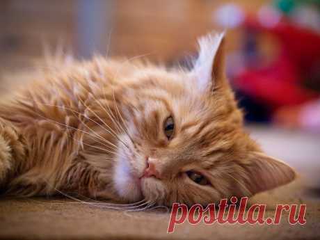 Maine Coon | Flickr - Photo Sharing!