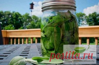 Настойка подорожника на водке - ценное лекарство на весь год. Хорошо такой настойкой лечиться, не нужны врачи и больницы! Очень часто листья подорожника большого встречаются в различных грудных сборах и лекарственных чаях, обладающих противовоспалительным и отхаркивающим эффектом. Из свежей травы и листьев подорожника большого получают такие широко известные препараты, как «Плантаглюцид» и «Сок подорожника». «Плантаглюцид» применяется при язвенной болезни желудка и двенадц...