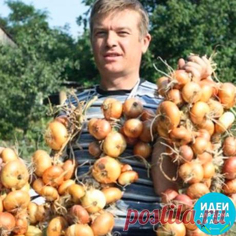 Чтобы ежегодно не мучиться вопросом «почему опять лук не уродился», прочитайте и сохраните несколько моих секретов ухода за ним.  
 
ТЕПЕРЬ Я КАЖДЫЙ ГОД ПОЛУЧАЮ УРОЖАИ ЛУКА …  
ВОТ 4 ПРОСТЫХ СОВЕТА  
 
1. Перед посадкой замочите его на три часа в растворе соли  
 
: 1 ст. ложка на 1 л воды. Затем два часа подержите в темном растворе марганца. Затем обязательно промойте.  
 
2. Приемы чтобы не было луковой мухи:  
 
когда появится первый листок. Вначале поливаем водой. Зате...