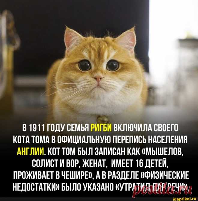 1911 ГОДУ СЕМЬЯ РИГ ВКЛЮЧИЛА СВОЕГО КОТА ТОМА В ОФИЦИАЛЬНУЮ ПЕРЕПИСЬ НАСЕЛЕНИЯ АНГЛИИ. КОТ ТОМ БЫЛ ЗАПИСАН КАК 