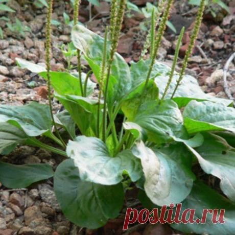 Лекарственные травы корень подорожника