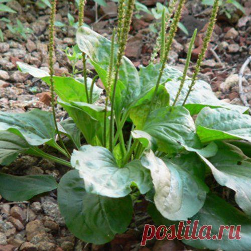 Лекарственные травы корень подорожника