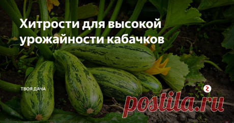 Хитрости для высокой урожайности кабачков Кабачки высаживаются на многих огородах. Обеспечив культурам правильный уход, можно добиться отличного плодоношения. Также можно прибегнуть к нескольким хитростям, касающихся посадки, полива, подкормки культур.
Высадка под пленку. Высадка семян в открытый грунт осуществляется в конце мая-середине июня. Почва должна быть хорошо прогревшейся, насыщенной органикой. Лучше всего высаживать посадочный м