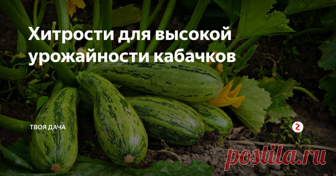 Хитрости для высокой урожайности кабачков Кабачки высаживаются на многих огородах. Обеспечив культурам правильный уход, можно добиться отличного плодоношения. Также можно прибегнуть к нескольким хитростям, касающихся посадки, полива, подкормки культур.
Высадка под пленку. Высадка семян в открытый грунт осуществляется в конце мая-середине июня. Почва должна быть хорошо прогревшейся, насыщенной органикой. Лучше всего высаживать посадочный м
