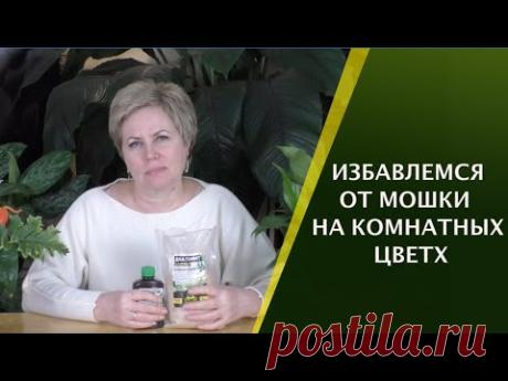 ДОМАШНЕЕ ЦВЕТОВОДСТВО: ИЗБАВЛЯЕМСЯ ОТ КОМАРИКА/МОШКИ!!!