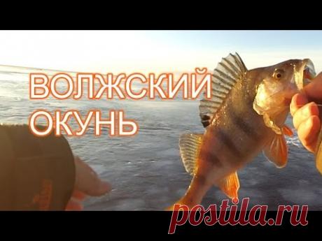 Волжский окунь. Открытие сезона на Волге 2015. - YouTube