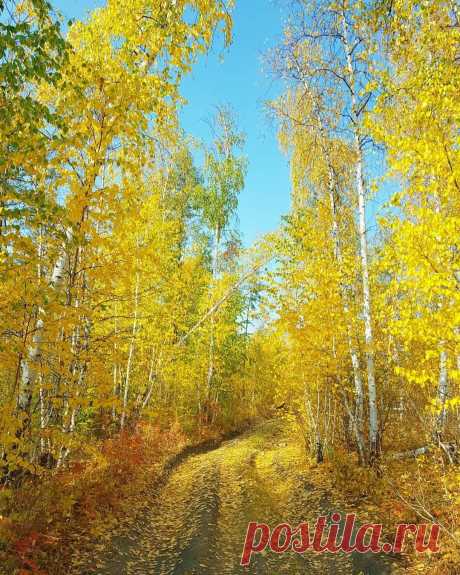 Золотая осень в Якутии.
📷 photo_by_oleg7