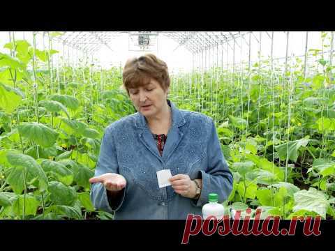 Микробиологическое удобрение "Байкал ЭМ1"