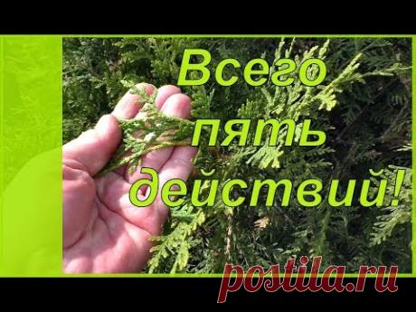 5 несложных приемов, которые каждый сможет сделать для сохранения декоративности и  здоровья хвойных растений. Уход за хвойными растениями в саду несложен и не займет много времени и сил.
Но еще важны нашим питомцам и санитарная,  и формирующая  обрезка хвойных, и мульчирование приствольного круга.  #Хвойные_растения и садовые композиции. Садовый дизайн своими руками.#Сад_своими руками. Виды хвойных.