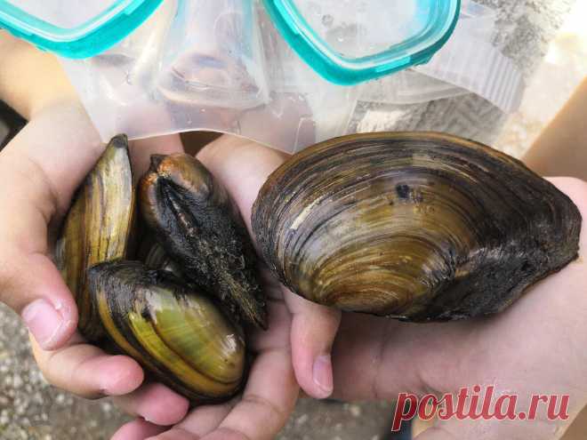 Простое приготовление речных мидий (беззубок или перловок)
Здравствуйте, дорогие друзья! Сегодня дети наловили в озере мидий. Делюсь рецептом как можно их приготовить. Авторское фото Заранее, хочу сказать, что это очень трудоёмкий процесс. Если кто-нибудь думает: «Как классно — вот он бесплатный деликатес», спешу заверить — вы вряд ли будете часто готовить мидии сами. Из ракушки размером с ладонь съедобная часть мидии занимает […]
Читай дальше на сайте. Жми подробнее ➡