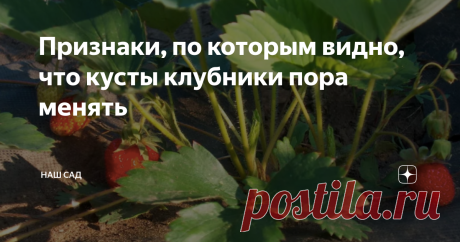 Признаки, по которым видно, что кусты клубники пора менять Клубника - одна из самых вкусных ягод на нашем огороде. Но и одна из самых капризных. Чтобы получить хороший урожай, чтобы ягоды были крупные, сладкие, сочные - придется немало повозиться.
Иногда мы ухаживаем за кустами, убираем усы, подкармливаем, поливаем - а результаты совсем не радуют. Ягод мало, они мелкие, кислые. Знакомо?
Сегодня мы поделимся с вами рядом признаков, по которым вы поймете, ч