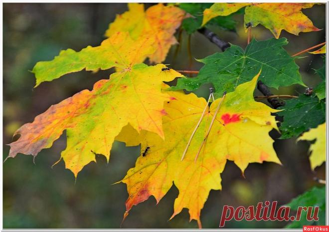Фото: Двое на кленовых листьях. Фотолюбитель Александр Ткаченко. Природа - Фото и фотограф на Расфокусе.