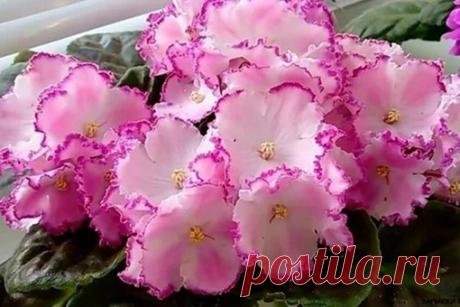 Пост про фиалочки. КАК ДОБИТЬСЯ ШАПОЧНОГО ЦВЕТЕНИЯ ФИАЛКИ?
⠀
Наверное, ни одного цветовода не оставит равнодушным фиалка, у которой цветоносы возвышаются над листьями, закрывая большую их часть. У многих любителей фиалок, зачастую, не получается добиться такого цветения шапочного цветения. А происходит это потому, что нужно соблюдать некоторые правила, способствующие получению такого цветения.
⠀
Первое, что нужно сделать, это обеспечить фиалку правильной почвой. Грунт долж...