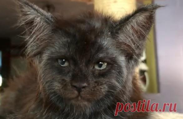 Котенок с человеческим лицом пугает соцсети — Рамблер/субботний