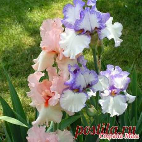 Ирисы, посадка и уход.: Дневник группы &quot;Сад, огород&quot; - Страна Мам
