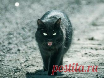 Как сделать чёрную кошку символом удачи? Буквально каждому из нас известно, что черная кошка переходит дорогу к беде. Ждать, что неприятности будут преследовать вас на каждом шагу, не стоит. Нужно выполнить всего две простых вещи: не переста...