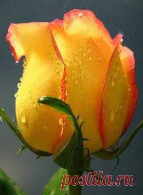 Rose  |  Pinterest: инструмент для поиска и хранения интересных идей