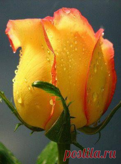 Rose  |  Pinterest: инструмент для поиска и хранения интересных идей