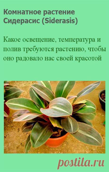 Комнатное растение Сидерасис (лат. Siderasis). Сидерасис - экзотический родственник традесканции с укороченным стеблем. Его крупные эллиптические листья достигают в длину 15-20 см и собраны в компактную розетку. Все растение покрыто красновато-коричневыми или фиолетовыми волосками.