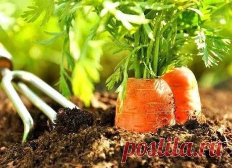 КАК ПОЛУЧИТЬ ОТМЕННЫЙ УРОЖАЙ МОРКОВИ — informed news 24