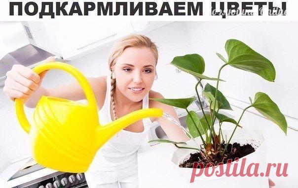 Секрет роскошного комнатного цветника прост: растения нужно хорошо подкармливать, иначе не дождаться ни пышной листвы, ни хорошего цветения. Жесткая 