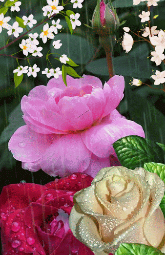 (11) Pinterest