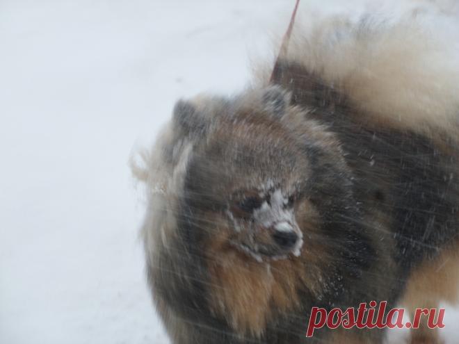 Михаил идёт по полю,за ним метелица метёт