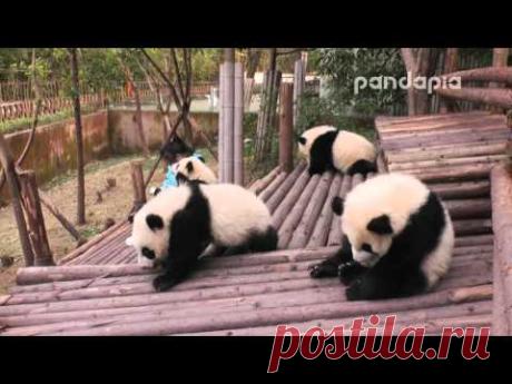Broadcast Top Highlights 直播精彩集錦 喝瓶瓶奶