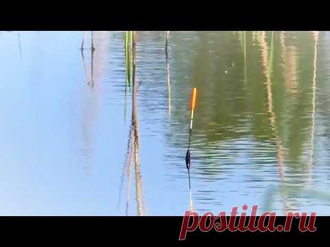 Ловля карася. Секреты ловли