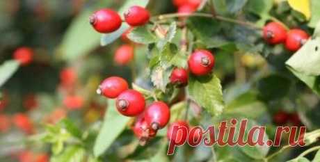 Народные средства для быстрого срастания костей при переломе. | Советы Народной Мудрости