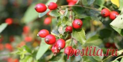 Народные средства для быстрого срастания костей при переломе. | Советы Народной Мудрости