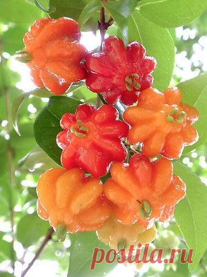 SURINAM CHERRY Eugenia uniflora, brazilian Pitanga exotic fruit seed 50 SEEDS