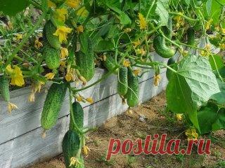 КАК ПОДНЯТЬ УРОЖАЙНОСТЬ ОГУРЦОВ