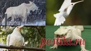 Животные-альбиносы