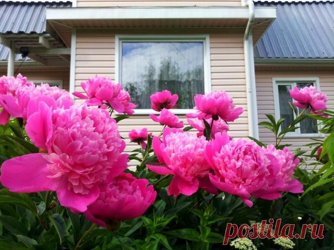 Уход за пионами осенью