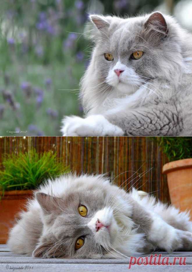 Красивые коты (на рабочий стол или фотобумагу).