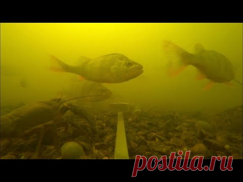 Эксперимент | реакция рыбы на жмых | сколько здесь рыбы: окунь, щука, карась, плотва | рыбалка 2020 - YouTube